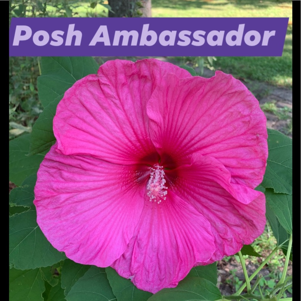 💗Posh Ambassador 💗